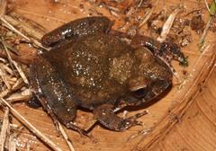 Tomopterna natalensis