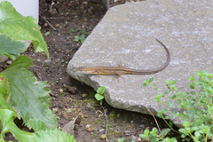 Takydromus tachydromoides