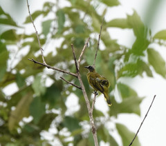 Brachypodius melanocephalos