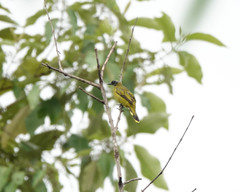 Brachypodius melanocephalos