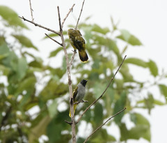 Brachypodius melanocephalos