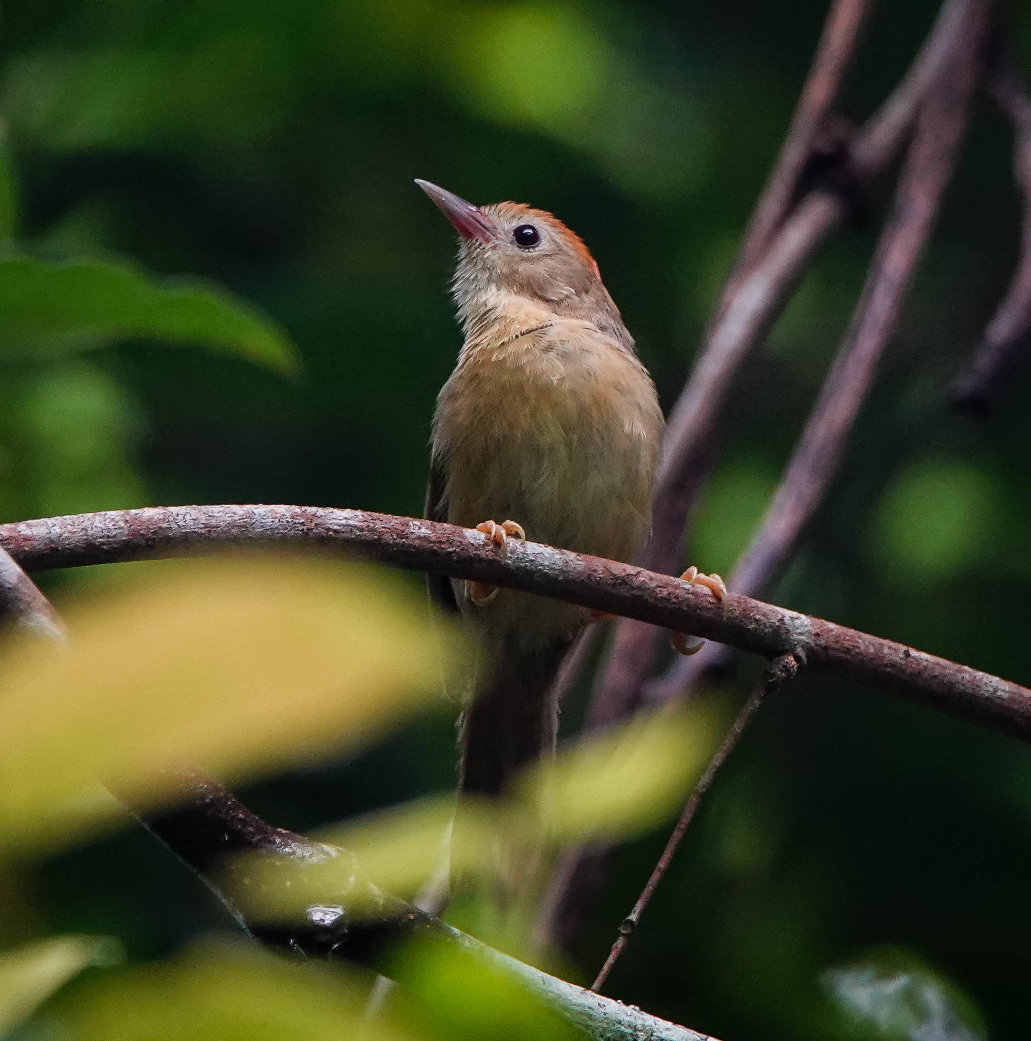 Buff-chested Babbler illustration