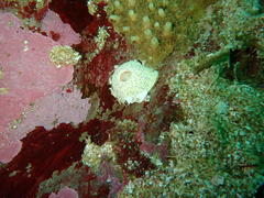 Anthostella stephensoni