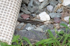 Plestiodon finitimus