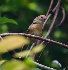 Cyanoderma rufifrons
