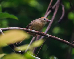Cyanoderma rufifrons
