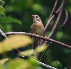 Cyanoderma rufifrons
