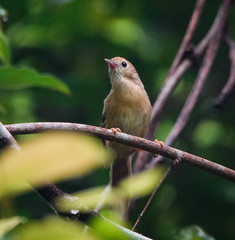Cyanoderma rufifrons