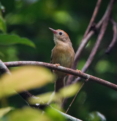 Cyanoderma rufifrons