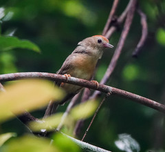 Cyanoderma rufifrons