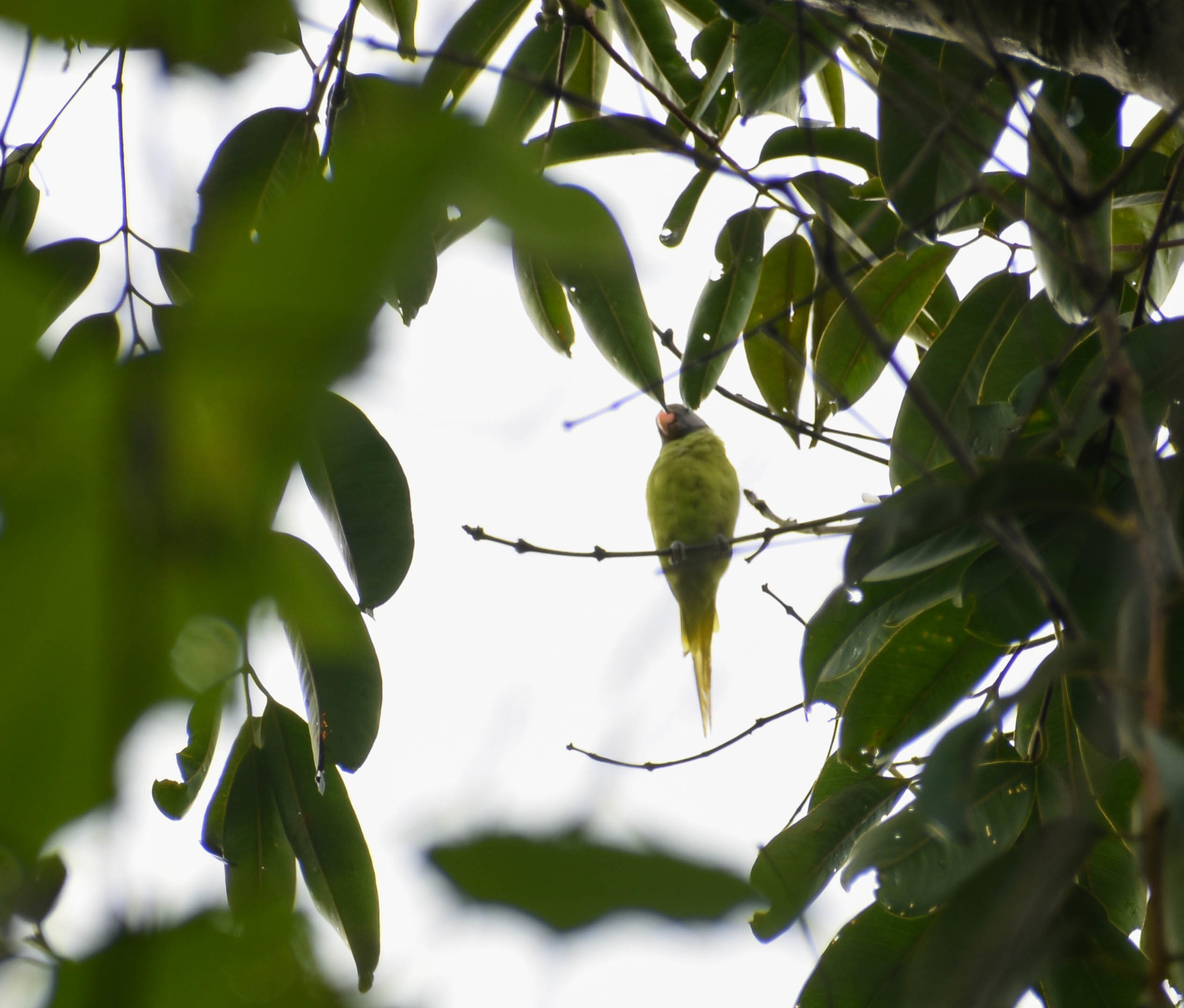 Grey-headed Parakeet (Psittacula finschii), photo 6