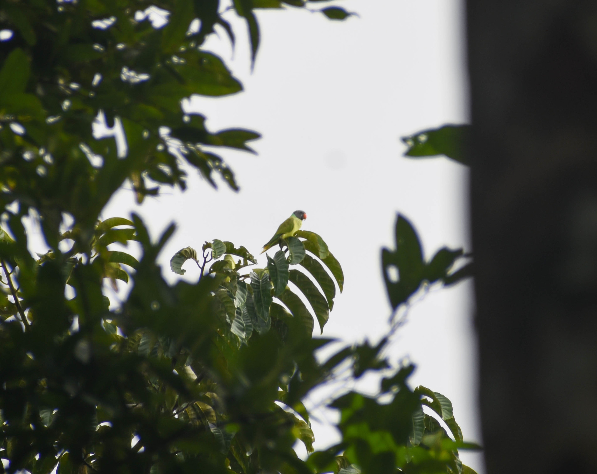Grey-headed Parakeet (Psittacula finschii), photo 5