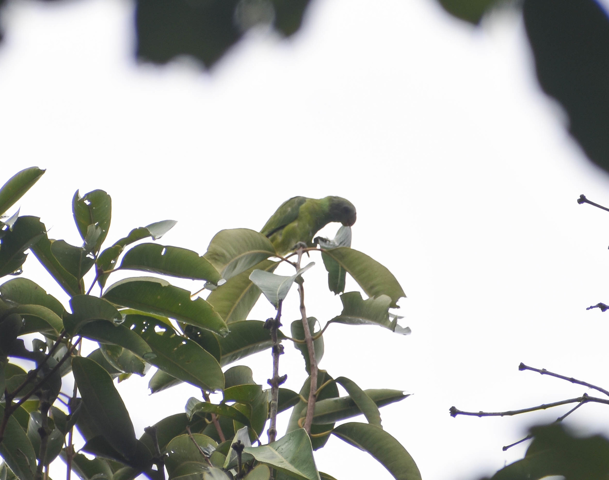 Grey-headed Parakeet (Psittacula finschii), photo 7
