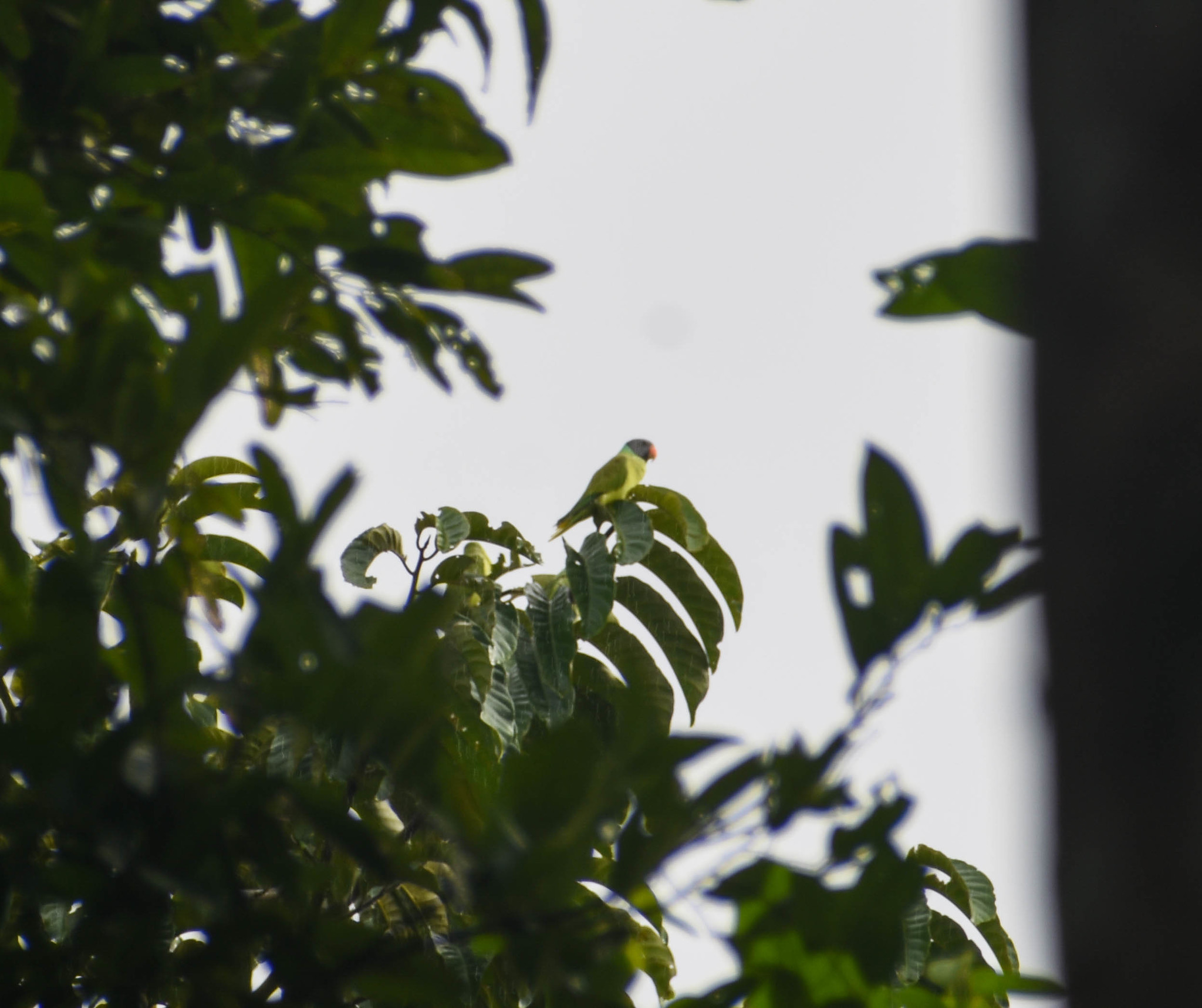 Grey-headed Parakeet (Psittacula finschii), photo 9
