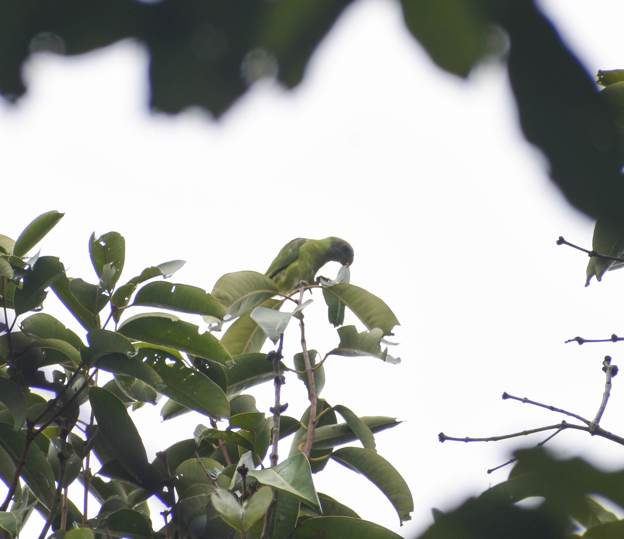 Grey-headed Parakeet (Psittacula finschii), photo 8