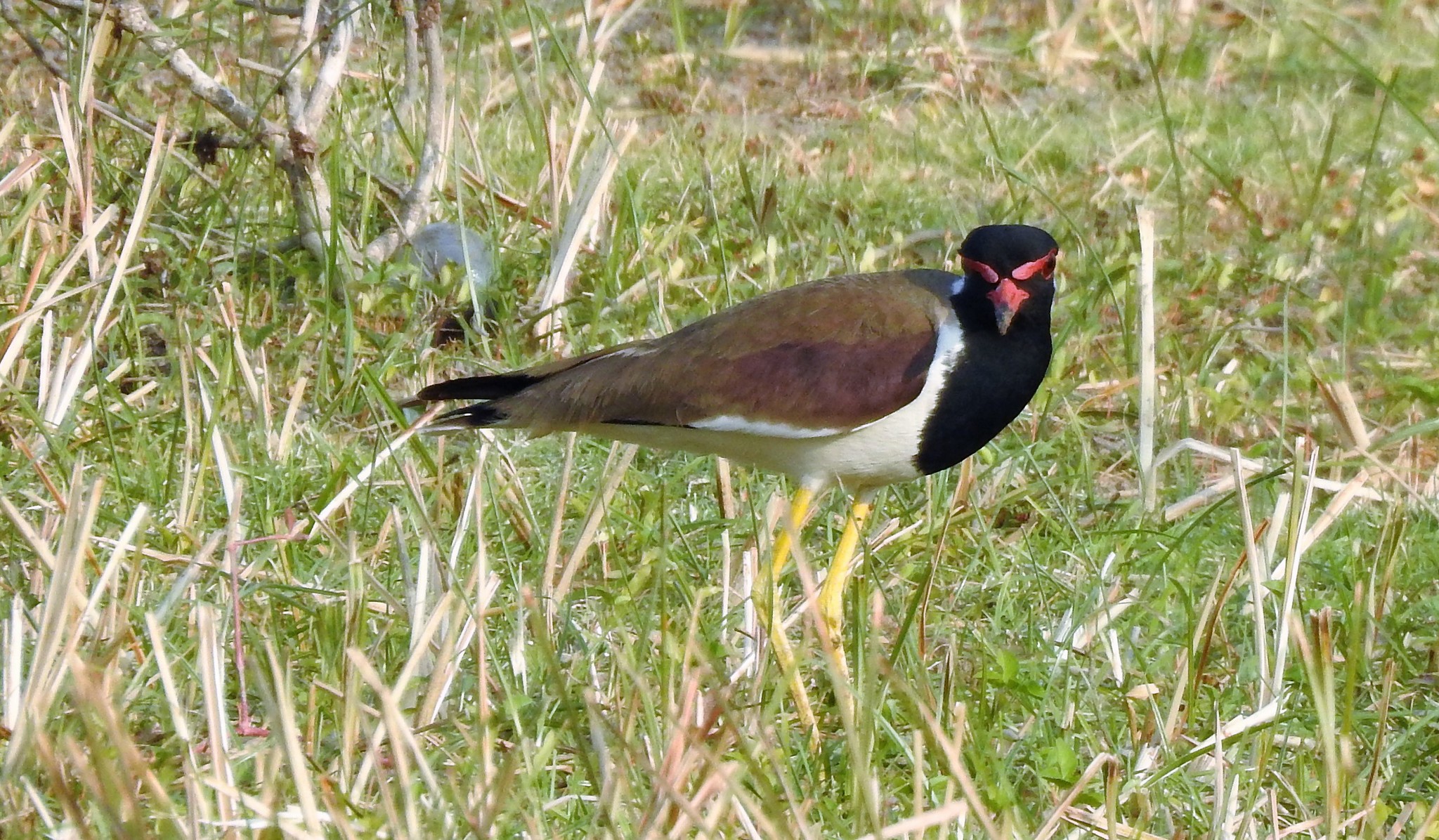 Red-wattled Lapwing