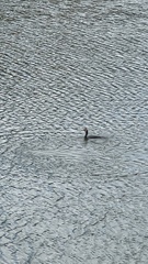 Phalacrocorax carbo