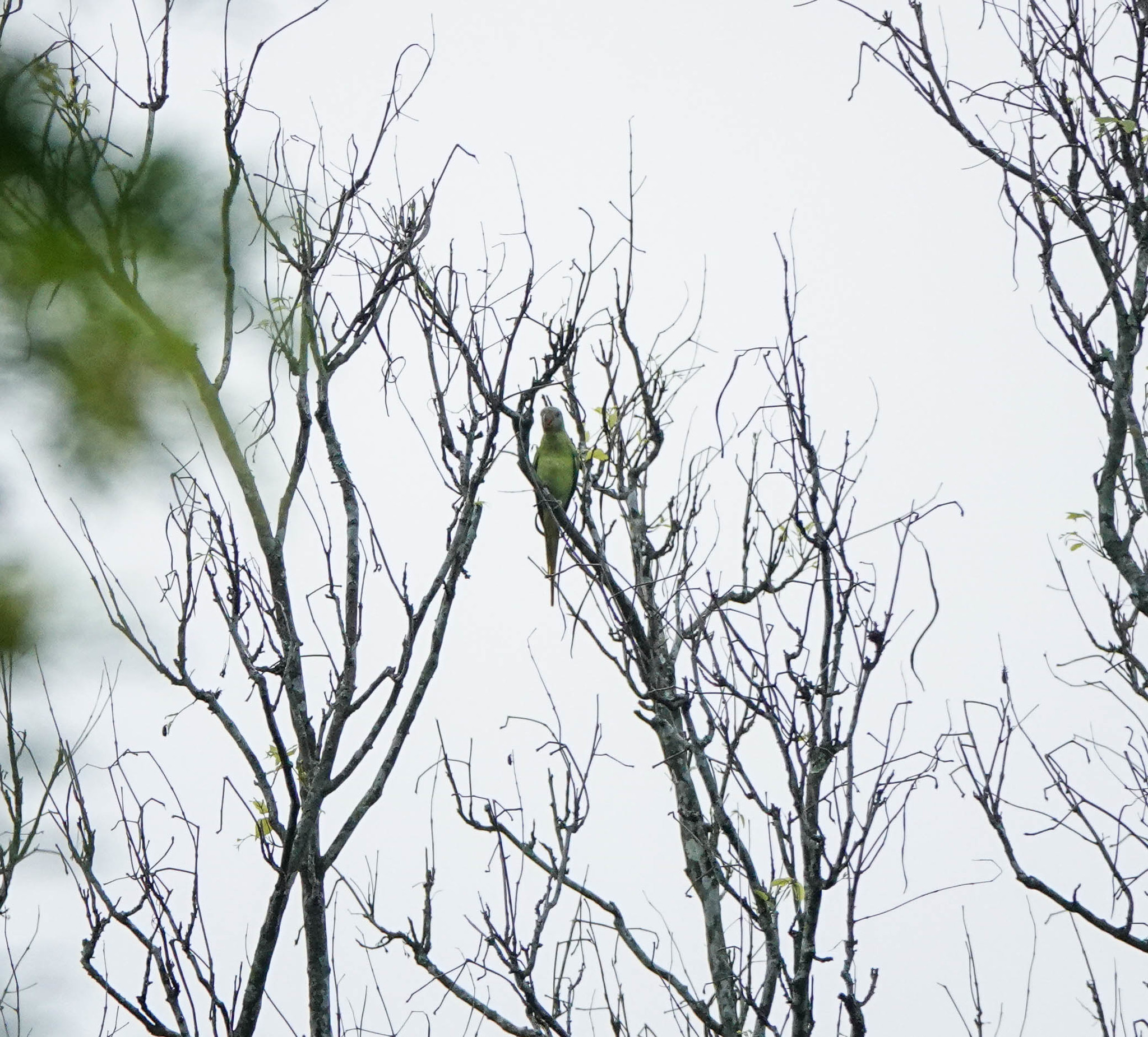 Grey-headed Parakeet (Psittacula finschii), photo 10