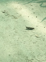 Oedaleus infernalis