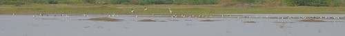 Black-winged Stilt