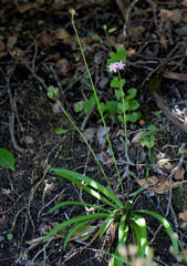 Tulbaghia maritima