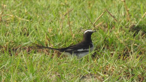 White-browed Wagtail