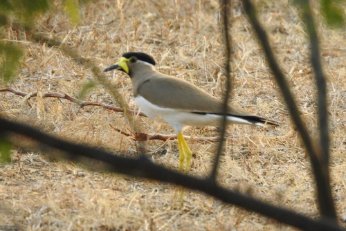 Yellow-wattled Lapwing