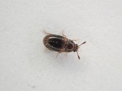 Mycetophagidae