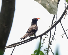 Chrysococcyx xanthorhynchus