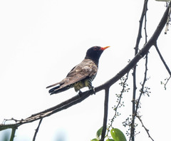 Chrysococcyx xanthorhynchus