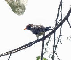 Chrysococcyx xanthorhynchus