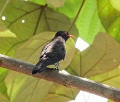 Chrysococcyx xanthorhynchus