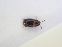 Mycetophagidae