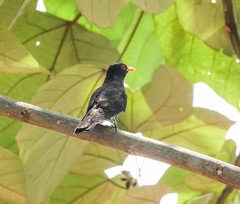 Chrysococcyx xanthorhynchus