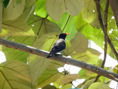 Chrysococcyx xanthorhynchus