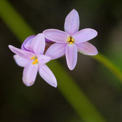 Tulbaghia maritima