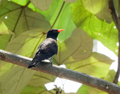 Chrysococcyx xanthorhynchus