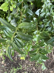 Metrosideros excelsa