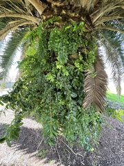 Metrosideros excelsa