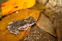 Leptobrachella minima