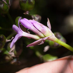 Tulbaghia maritima