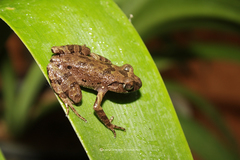 Leptobrachella minima