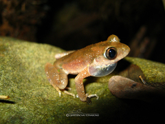 Leptobrachella minima