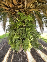 Metrosideros excelsa