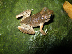 Leptobrachella minima