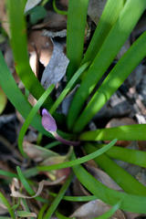 Tulbaghia maritima