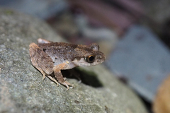 Leptobrachella minima
