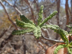Operculicarya hyphaenoides