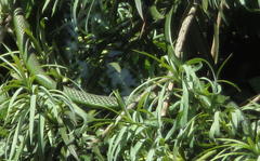 Philothamnus occidentalis