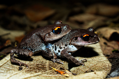 Leptobrachium smithi